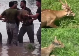 punjab wildlife rescues seven deer from flood hit districts punjab wildlife rescues seven deer from flood hit districts
