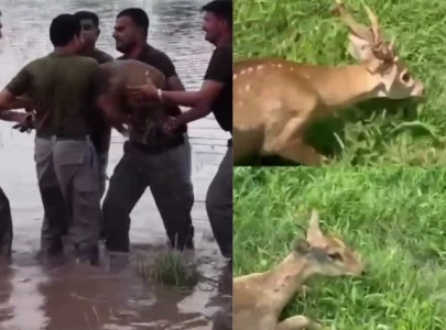 punjab wildlife rescues seven deer from flood hit districts punjab wildlife rescues seven deer from flood hit districts