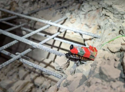 myanmar earthquake singapore deploys cyborg cockroaches to aid in search efforts myanmar earthquake singapore deploys cyborg cockroaches to aid in search efforts