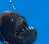 watch rare black seadevil fish appears on ocean surface