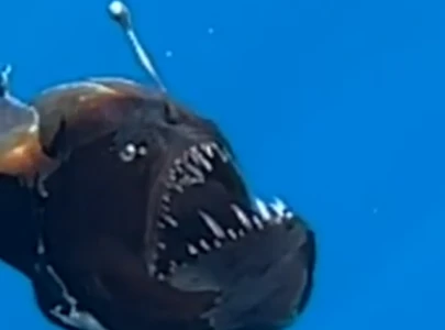 watch rare black seadevil fish appears on ocean surface