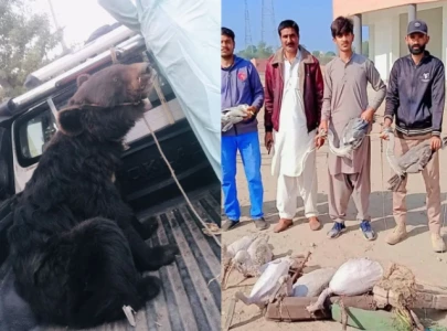 watch wildlife teams seize five rare waterfowl and bear