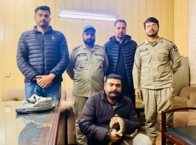 lahore dealers arrested for illegal trade of snakes and parrots