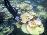 this photo taken on april 5 2024 shows marine biologist anne hoggett inspecting and recording bleached and dead coral around lizard island on the great barrier reef photo afp