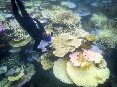 great barrier reef faces significant coral deaths following recent climate events great barrier reef faces significant coral deaths following recent climate events