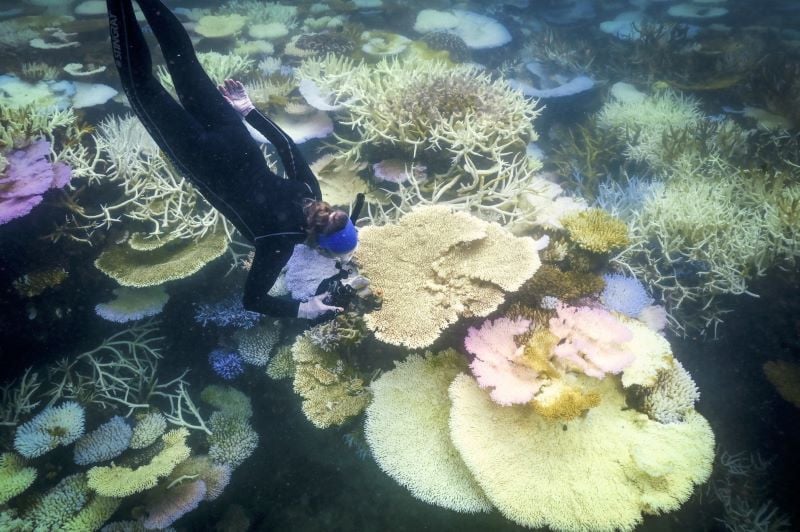 this photo taken on april 5 2024 shows marine biologist anne hoggett inspecting and recording bleached and dead coral around lizard island on the great barrier reef photo afp