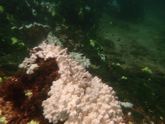 A coral pictured near the Churna Island has turned white after environmental conditions possibly caused it to expel the zooxanthellae in its tissues. WWF-Pakistan