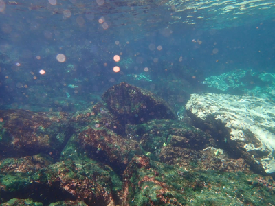 in a first serious coral bleaching reported in pakistan near churna island