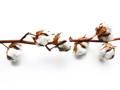 govt sets cotton target at 19m bales for 2015