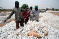 govt pushes cotton revival in sargodha govt pushes cotton revival in sargodha