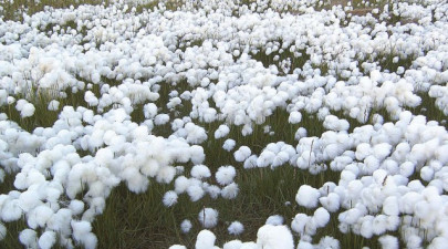 pakistan cotton crop failure hands opportunity to india