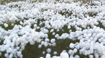 psc to supply six cotton varieties for early sowing psc to supply six cotton varieties for early sowing