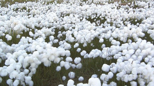 cotton supply rises 45