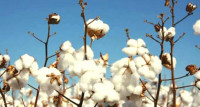 cotton production dwindles for various reasons