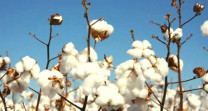 cotton crash pushes ginners to brink cotton crash pushes ginners to brink