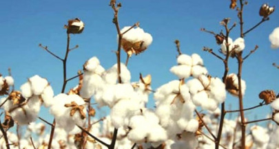 price of indian cotton jumps on strong demand