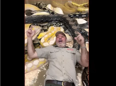 watch man celebrates birthday surrounded by bed of slithering snakes
