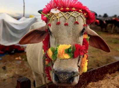 all set for eidul azha in northern sindh all set for eidul azha in northern sindh