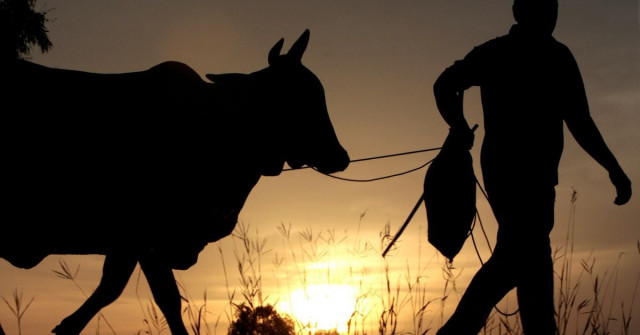 cow reuters cow reuters