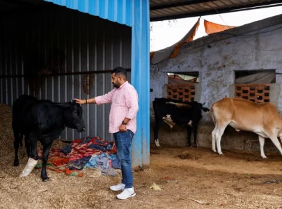 india s far right cow vigilantes bolster clout before high stake elections india s far right cow vigilantes bolster clout before high stake elections