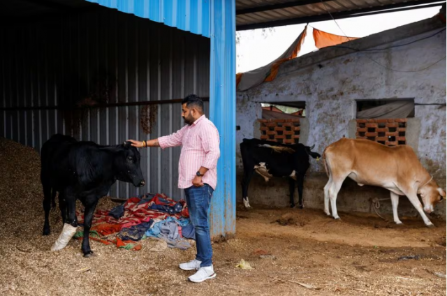vishnu dabad 30 a gau rakshak or a cow protector and politician with the regional political party jannayak janta party jjp attends to a cow at a shelter run by him for injured and sick cows in chamdhera village haryana india november 10 2023 photo reuters vishnu dabad 30 a gau rakshak or a cow protector and politician with the regional political party jannayak janta party jjp attends to a cow at a shelter run by him for injured and sick cows in chamdhera village haryana india november 10 2023 photo reuters