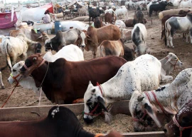 traders price cattle at exorbitant rates