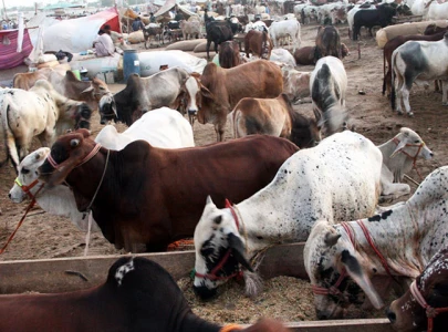 cm orders civic bodies to keep city clean on eidul azha cm orders civic bodies to keep city clean on eidul azha