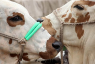 fog fever imperils cattle