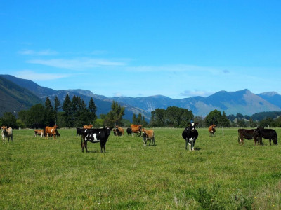 on new zealand farm scientists reduce cow burps to save the world on new zealand farm scientists reduce cow burps to save the world