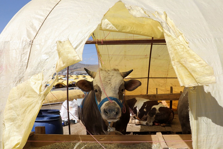 Cows wait to be fed at a livestock market in Ankara, Turkey on August 17, 2018 ahead of Eidul Azha. PHOTO:AFP