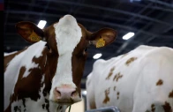 cows are seen on the eve of the opening of the 2025 paris international agriculture fair salon international de l agriculture at the porte de versailles exhibition centre in paris france february 21 2025 photo reuters