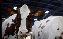 story story