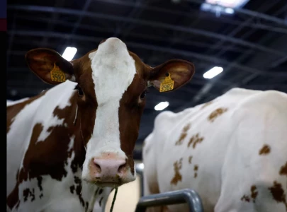 france reports first human case of livestock virus shamonda after patient dies france reports first human case of livestock virus shamonda after patient dies