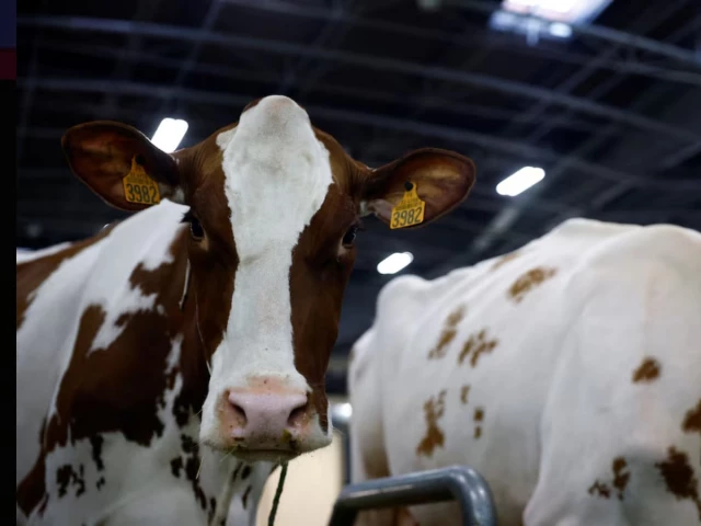 France reports first human case of livestock virus Shamonda after patient dies | The Express Tribune France reports first human case of livestock virus Shamonda after patient dies | The Express Tribune