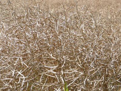 oil spills into sanghar crops