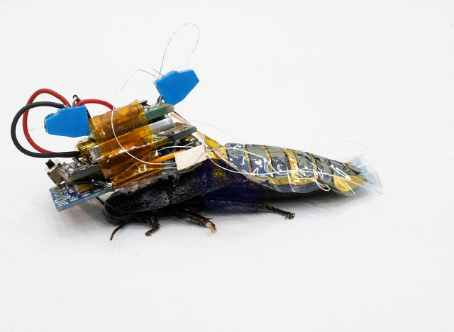 a madagascar hissing cockroach mounted with a backpack of electronics and a solar cell that enable remote control of its movement is pictured during a photo opportunity at the thin film device laboratory of japanese research institution riken in wako saitama prefecture japan september 16 2022 photo reuters a madagascar hissing cockroach mounted with a backpack of electronics and a solar cell that enable remote control of its movement is pictured during a photo opportunity at the thin film device laboratory of japanese research institution riken in wako saitama prefecture japan september 16 2022 photo reuters
