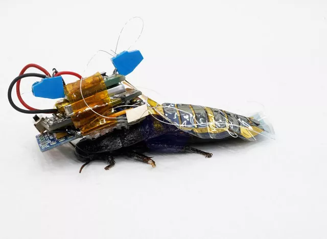 a madagascar hissing cockroach mounted with a backpack of electronics and a solar cell that enable remote control of its movement is pictured during a photo opportunity at the thin film device laboratory of japanese research institution riken in wako saitama prefecture japan september 16 2022 photo reuters a madagascar hissing cockroach mounted with a backpack of electronics and a solar cell that enable remote control of its movement is pictured during a photo opportunity at the thin film device laboratory of japanese research institution riken in wako saitama prefecture japan september 16 2022 photo reuters