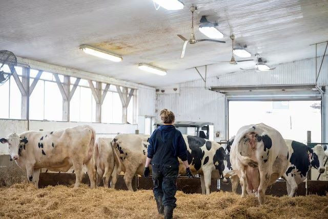 a dairy farmer herding cows in carrying place ontario canada march 24 2020 photo reuters a dairy farmer herding cows in carrying place ontario canada march 24 2020 photo reuters