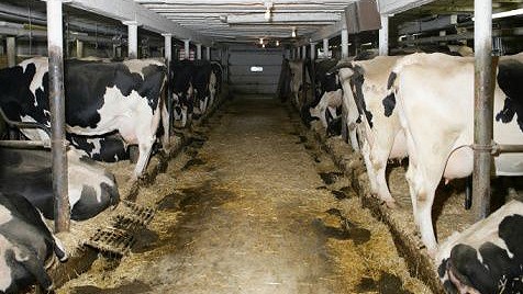 Dairy industry expects exemption from VAT