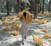 date workers toil through rising heat in sindh date workers toil through rising heat in sindh