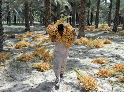 date workers toil through rising heat in sindh date workers toil through rising heat in sindh