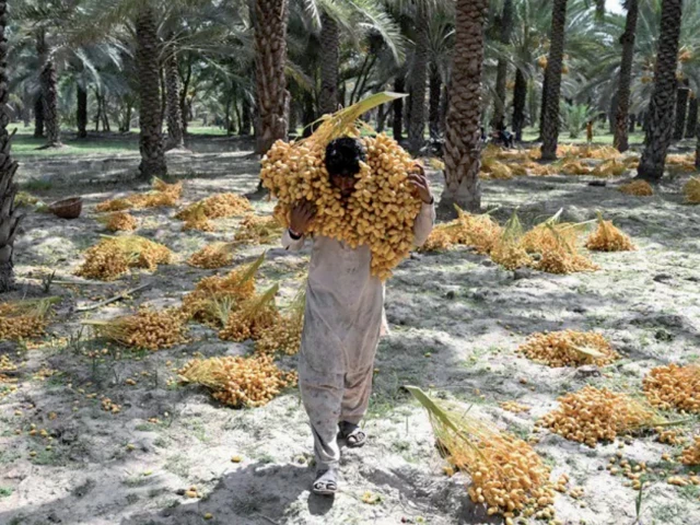 a labourer carries dates at an orchard in khairpur photo afp a labourer carries dates at an orchard in khairpur photo afp