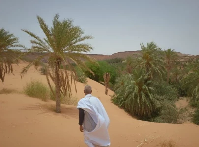 climate change endangers mauritania s centuries old date harvest climate change endangers mauritania s centuries old date harvest