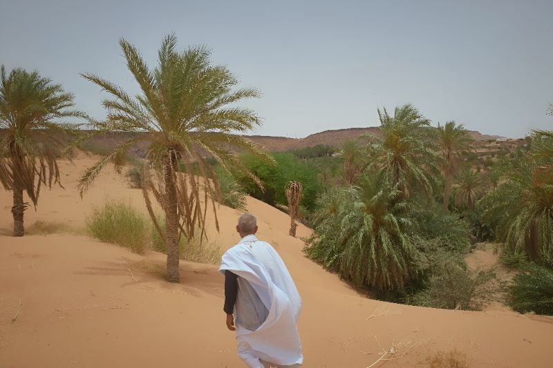 in mauritania area of azougui the fast encroaching sand is swallowing up the date trees photo afp
