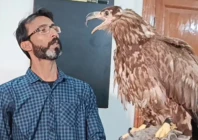 rescued bird recovers 90 and is set to return to the wild in december