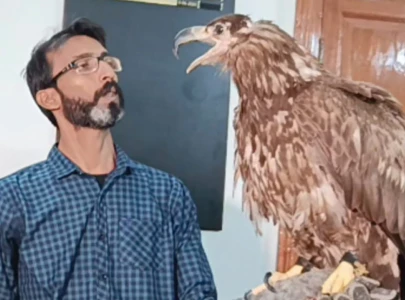 rare eagle from stitched eyes to open skies rare eagle from stitched eyes to open skies