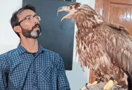 rescued bird recovers 90 and is set to return to the wild in december