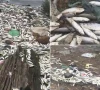 dead fish wash ashore due to sea turbulence