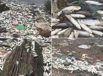 cyclone asna dead fish wash ashore near karachi port due to sea turbulence cyclone asna dead fish wash ashore near karachi port due to sea turbulence