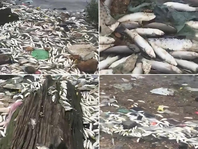 waves have begun to push marine life towards the shore at keamari where local fishermen have started collecting the fish to sell to factories that produce poultry feed photo express